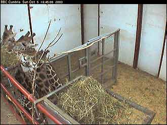 Screen grab Monday 6 Oct 2003