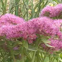 Sedum spectabile