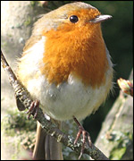 A Robin