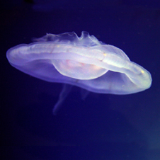 jellyfish226x226.jpg