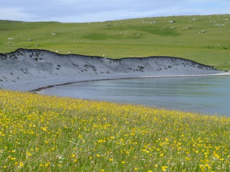 Berneray Buttercups
