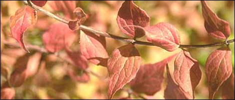 Kolkwitzia amabilis