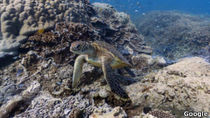 Grande barreira de corais da Austrália. | Foto: Google