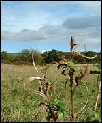 Ash Common
