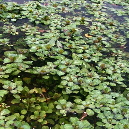 Water Primrose (Ludwigia peploides)