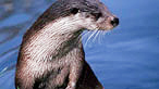 Otter