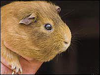 a guinea-pig