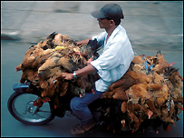 Chuyên chở gia cầm trên đường phố