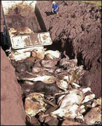 Vacas sacrificadas devido ao surto de aftosa no Brasil