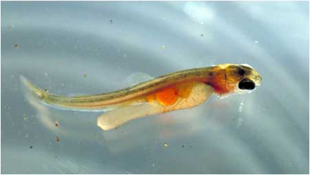 Young Salmon c/o David Hay