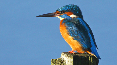 kingfisher_moses_davies.jpg