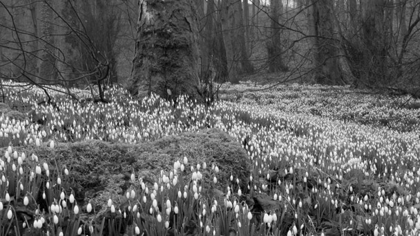 Snowdrops (courtesy of Steven Smith)