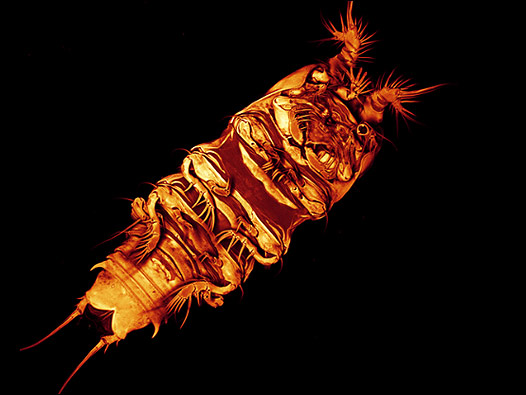 Cortesía: Copyright Bünzow, Corgosinho, Censo de la Vida Marina