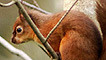 Red squirrel