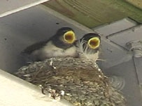 Fledgling swallows