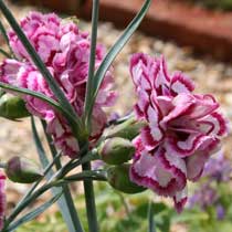 Dianthus 'Mrs Sinkins'