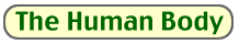 The Human Body BBC World Service