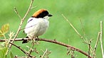 Woodchat shrike. Photo: Lisa Owen