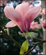 Magnolia flower