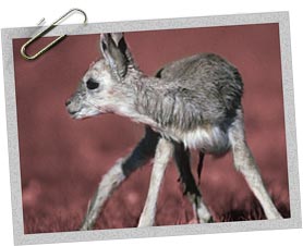 TA109 &copy; International Fund for Animal Welfare (www.ifaw.org)/ A'bu, Tibet Department of Forestry