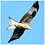 Woodland activities (Image: Red Kite c/o RSPB Images)
