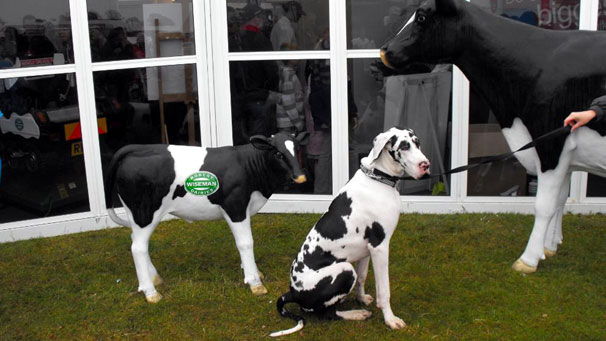 Flynn and the Wiseman Dairies display.