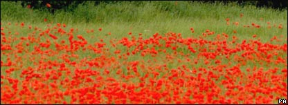 A field of poppies