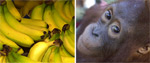 Bananas and an orangutan
