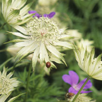 Astrantia 'Shaggy'