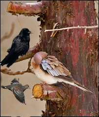 چنار و فاخته