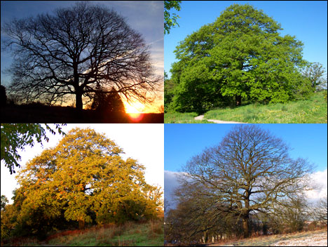 BBC presenter John Govier's favourite tree