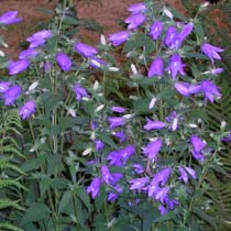 Campanula trachelium