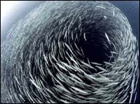 Imagem vencedora do prêmio Fotógrafo BBC do Ano em 2005