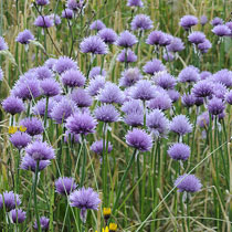 Allium schoenoprasum