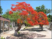Acácia na Ilha de Ibo, Moçambique
