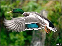 फ्रेंच बत्तख़