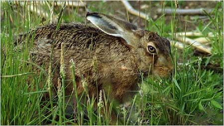 Hare byGill Turner