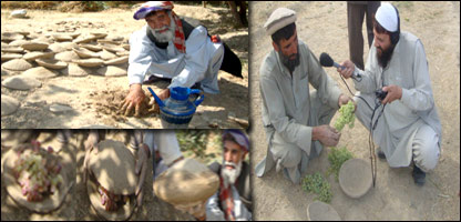 کنگينه انگور