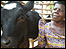 A Ugandan woman and her cow