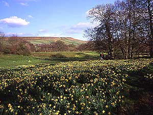 Farndale (Image: Daffodils by Gillian)
