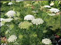 دکوکنارو بديل 