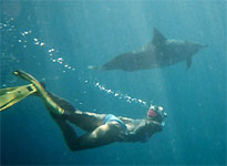 Swimming with dolphins