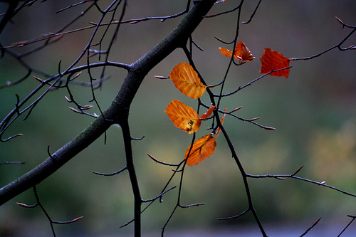 Not many left by Malcolm.jpg