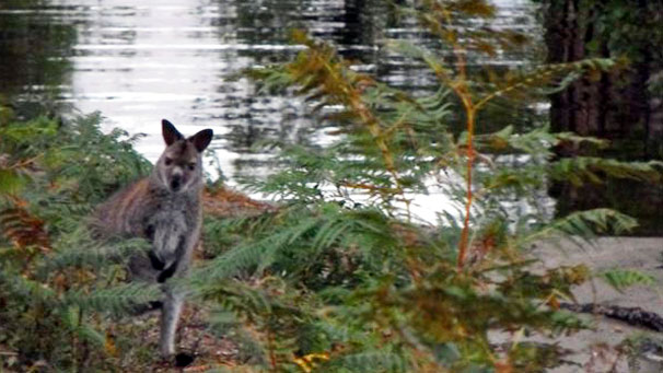 Alastair Taylor from Aberdeen sent us his photos from a recent trip wallaby spotting at Loch Lomond.