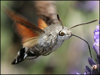 Hummingbird Hawk Moth | Photo: Chris Iron
