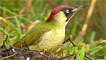 Green woodpecker by David John