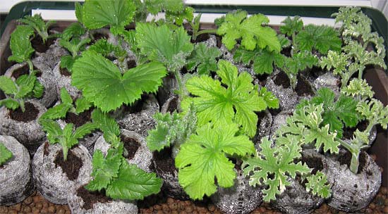 Pelargonium and verbena cuttings in heated tray