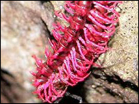 Dragon Millipede - picture by Somsa Panha