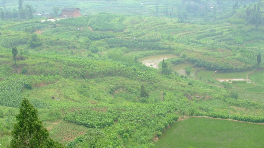 Rice terraces - with a buffalo and a stork.
