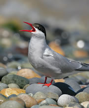 An Arctic Tern. © RSPB
